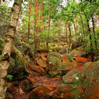 atelier Reiki, massage, soin énergétique Rencontre avec les Esprits de la nature avec Shana - circuit dans la Forêt de Fontainebleau