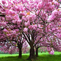 atelier Reiki, massage, soin énergétique Hanami avec Shana Lasource
