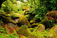 atelier Reiki, massage, soin énergétique   Stage de soins énergétiques à Huelgoat - La forêt enchantée 