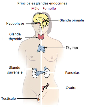 Le système endocrinal et le Reiki